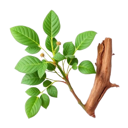 Muira Puama