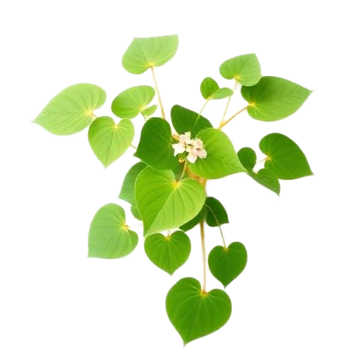 Horny Goat Weed
