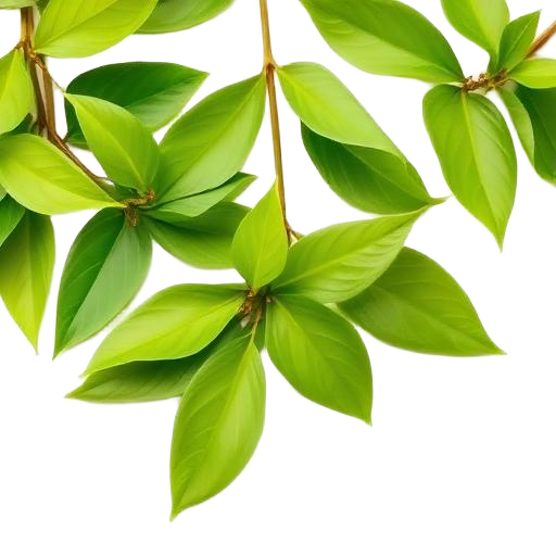 Green Tea Extract
